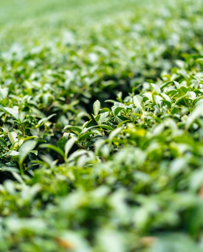 Crafting Captivating Headlines: Your awesome post title goes here